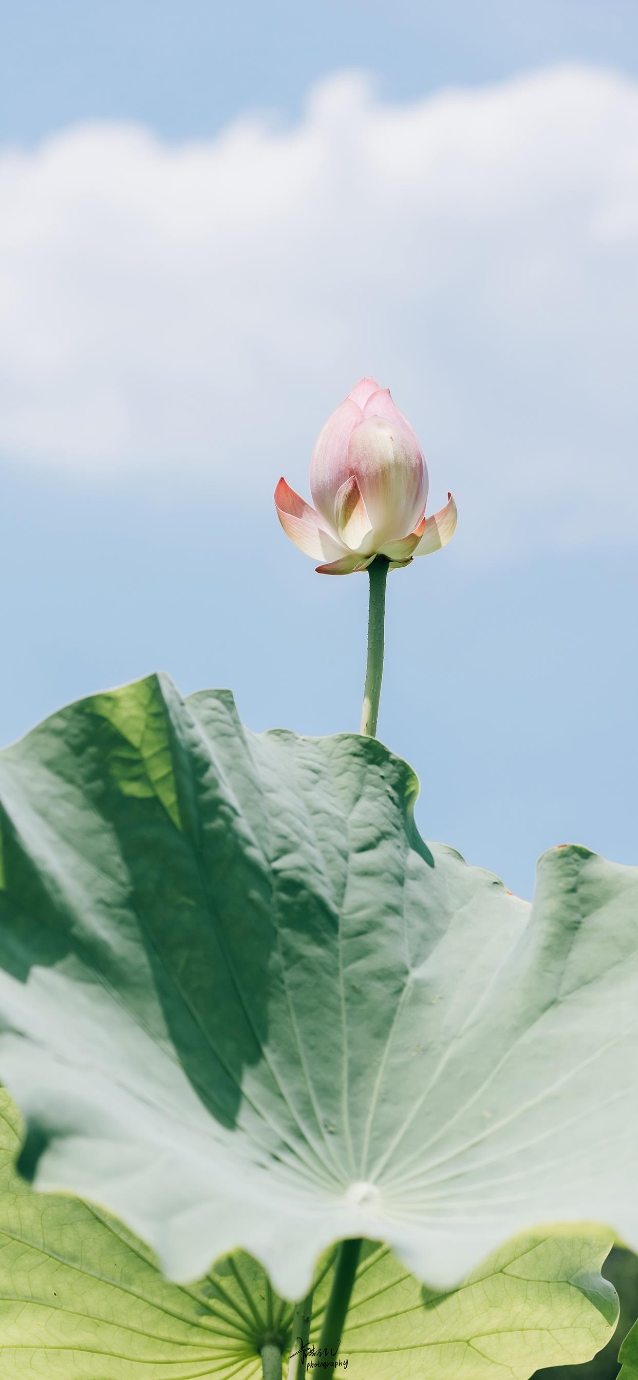 适合七月更换的手机壁纸 7月手机壁纸高清下载