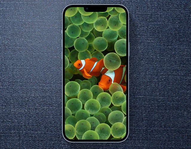 苹果小丑鱼壁纸来了 iPhone小丑鱼壁纸原图高清下载