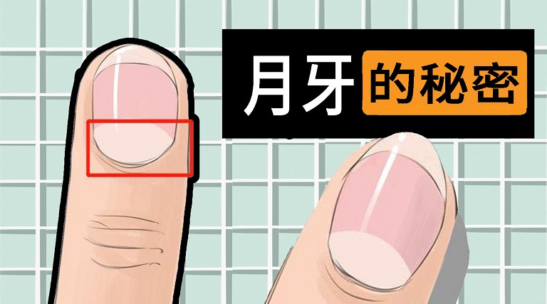 指甲上的月牙是什么 指甲上的月牙和健康有关吗？