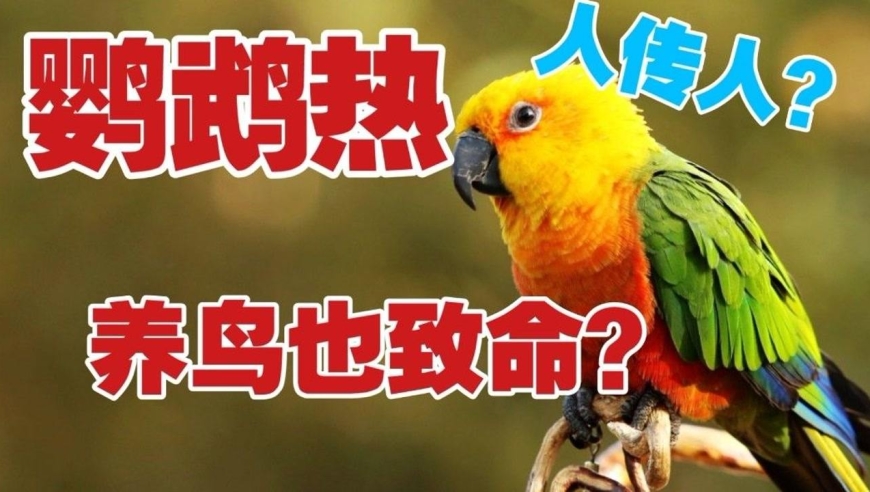 鹦鹉热是什么病毒 有什么症状 会传染吗？