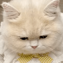 微信猫狗搞笑动态表情包图片 个性又可爱！
