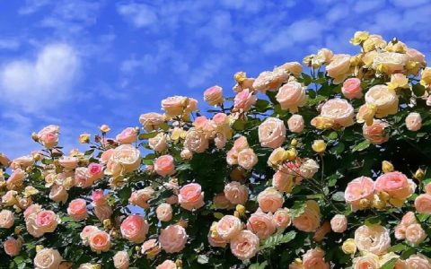 微信朋友圈背景图鲜花，花海背景太美了！
