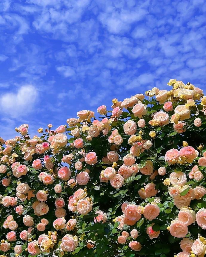 微信朋友圈背景图鲜花，花海背景太美了！