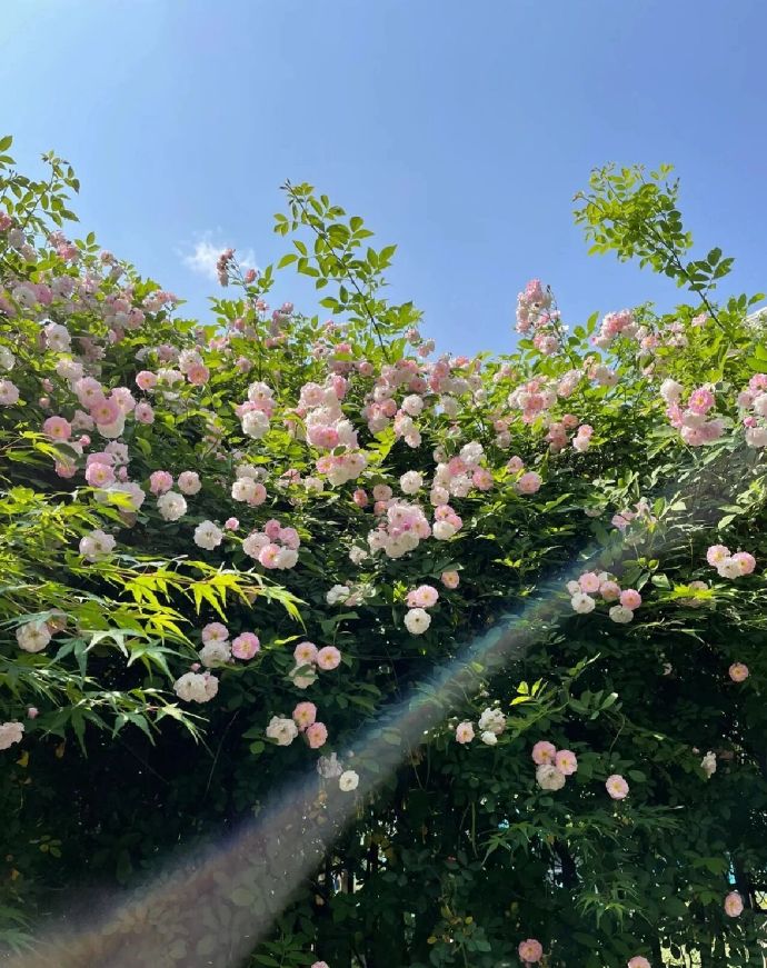 微信朋友圈背景图鲜花，花海背景太美了！