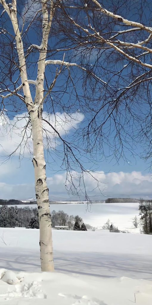 冬日锁屏壁纸，一组适合冬天使用的雪景手机壁纸